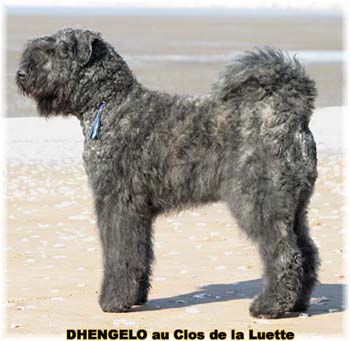  Bouvier des Flandres expositions tous prim&eacute;s